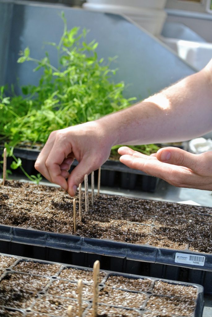 Starting Tomatoes from Seed The Martha Stewart Blog