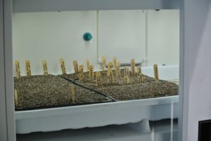 Seeds germinate best at warm room temperatures that range from about 70 to 75 degrees Fahrenheit.