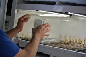 Next, Ryan covers the trays with plastic domes, also from Johnny's Selected Seeds. They fit perfectly onto the seed starting trays and create the best chamber of warmth, and humidity for germinating seeds.