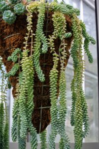 Here is another burro's tail. These hanging baskets are from Kinsman Company, a family owned business in eastern Pennsylvania. Kinsman offers a wide assortment of heavy-duty hanging baskets in different sizes and shapes, inspired by traditional hanging planters made in England. https://www.kinsmangarden.com/