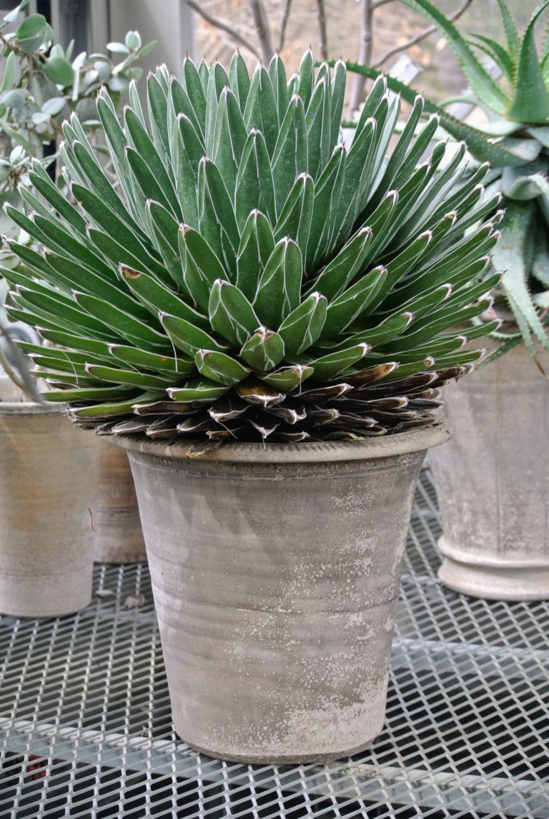 Succulents in the Greenhouse The Martha Stewart Blog