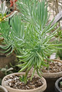 This is Senecio radicans or fish hook plant or string of bananas. It is a great plant for trailing over a planter.