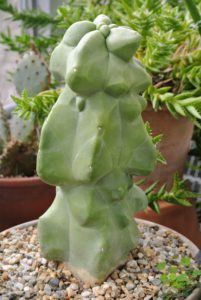 I also purchased this one during the same trip - this cactus looks like a smooth stone formation.