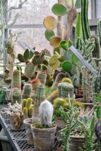 I will show you more of my interesting cacti collection in a future blog. What are your favorite succulents. Let me know in the comments section. I always make time to read all your comments and stories.