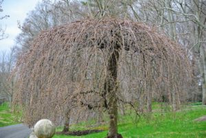 Here is one of two weeping cherry trees down behind my stable. This one is showing a bit of color on its branches. A weeping cherry tree is at its best when the pendulant branches are covered with pink or white flowers.