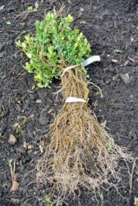 These are bare-root seedlings, meaning they arrived free of soil on the roots. This helps reduce the price of the seedling and makes them more adaptable to the soil in which they are planted.