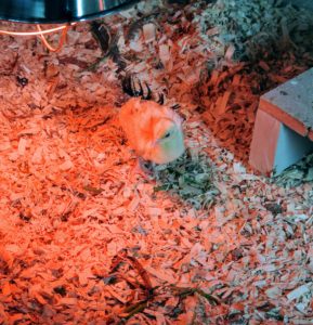 This week, we moved the two into the chicken coop "nursery", or brooder, where they could socialize with the other peeps.