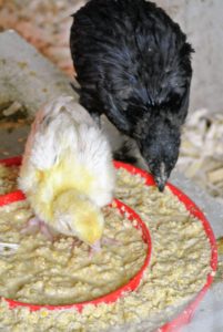 In fact, the chick keeps watch over its smaller, younger buddy.