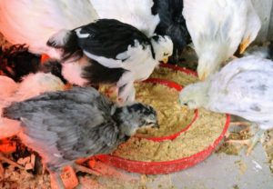 Here they are at the feeding bowl. This type of feeder allows several chicks to eat at the same time.