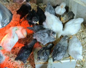 These babies love to eat - they are very healthy and very alert. You can estimate that 10-chicks will consume about a pound of starter feed per day.