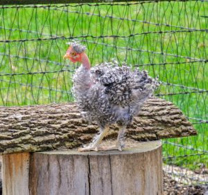 This pullet is called a Frizzle Naked Neck – an interesting breed combination.