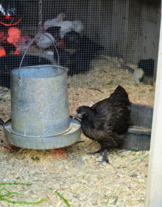 Here is one of the pullets, or young chicken hen, eating from the other side of the coop. Chickens start to lay eggs at about four or five months of age. A male chicken is called a cockerel until it is a year old - then it is called a rooster.