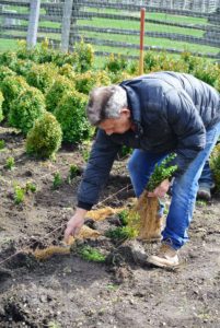 Here is Fernando placing more boxwood specimens along the twine. Boxwood shrubs have shallow root systems, so proper mulching after they are planted will help retain moisture and keep the roots cool.