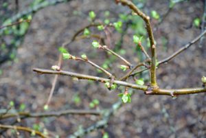 These too are showing many buds on their branches.