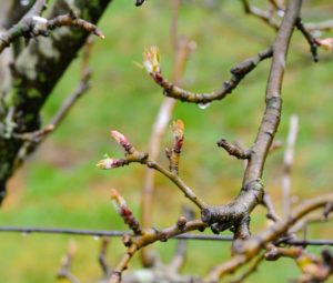 So many of the trees are beginning to bud.