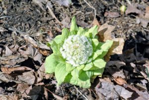 This is Petasites growing behind my tropical greenhouse. Petasites is a genus of flowering plants in the sunflower family, Asteraceae. They are also known as butterburs and coltsfoots.