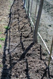 My garden is filled with rich, nutrient-rich soil, so planting here is easy. The entire area was also recently tilled with our trusted Troy-Bilt Pony Rear-Tine Tiller.