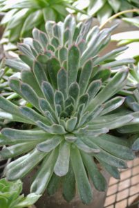 The planters contain mostly echeveria. Echeveria is a large genus of flowering plants in the stonecrop family Crassulaceae, native to semi-desert areas of Central America, Mexico and northwestern South America. I have echeveria in shades of green and purple.