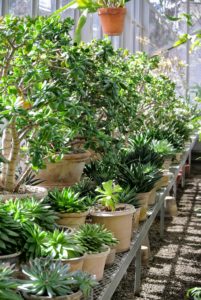 Many of my smaller potted succulents are stored along one side of my main greenhouse where they can get lots of light. Most varieties need at least half a day to a full day of sunlight. In extremely hot areas some afternoon shade is recommended.