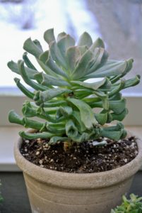 This is Echevaria runyonii ‘Topsy Turvy’, which has pale leaves that curve upwards and are strongly inversely keeled on the lower surface with leaf tips pointing inwards towards the center of the plant.