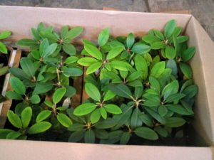 These rhododendrons came to us as small potted seedlings, which we will repot into larger vessels. They look very healthy.