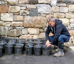 Fernando follows behind to check that every weed disk is fitted properly on each pot.