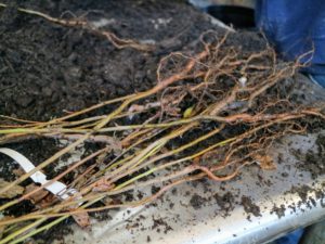These bare-root cuttings range from a foot tall to about three feet tall. These look very healthy and should grow quickly once planted.