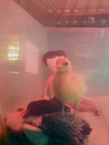Here is the beautiful peachick in its safe enclosure on my kitchen counter just two days after it hatched. You can see it breaking through its shell on Instagram @MarthaStewart48.