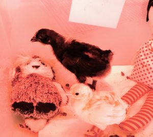 And here is the chick we put in the bin to keep the peachick company. It didn't take long before the two became good friends. The reddish tint to the photo is from the heat lamp suspended above the bin.