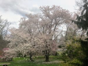 Here is a grove of Yoshino cherry trees, Prunus x yedoensis, in full flower by the Vegetable Garden. The Yoshino cherry, also known as the Japanese flowering cherry, is a favorite in the flowering tree world. This stand-out tree is known for its vibrant display of white-pink blossoms and faint almond fragrance in spring.