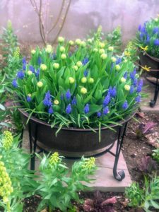 Here, we saw Muscari 'Dark Eyes' and Tulipa 'Cretaceous' in a container with Fritillaria persica 'Ivory bells' in the bed.