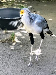 This is called a secretary bird - one of Shqipe's favorites at the sanctuary because of its graceful gait and colorful head. The secretary bird is a very large, mostly terrestrial bird of prey. Endemic to Africa, it is usually found in the open grasslands and savannah of the sub-Saharan region.