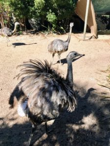 These are emus, Dromaius novaehollandiae - the second largest living bird by height, after the ostrich. This emu flared its feathers to look bigger, a natural defense when feeling uncomfortable or threatened.