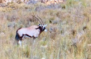 You may remember this animal from the pictures I shared during my African safari last year. It is an oryx - with its pale fur and contrasting dark markings in the face and on the legs, and their long, almost straight, horns.