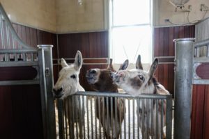 Snoop even talked to Clive, Rufus and Billie, my three Sicilian donkeys. See a video and more of his photos from the visit to my farm on his Instagram page @SnoopDogg. It was a great afternoon "fo shizzle".