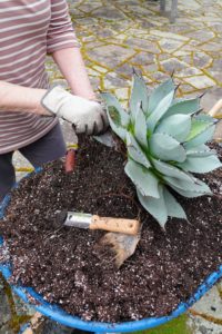 Here I am removing some of the bottom leaves on this agave. We always use moistened potting soil to fill the planters and pots. A good potting soil will include a mix of sterile soil, very well rotted leaf mold and compost.