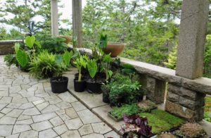 Here, we set aside some Norfolk pines in the rear, with more alocasias and many filler succulents and small trailing plants.