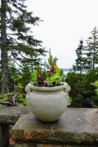 This urn is a reproduction of one of several designed by British garden designer Gertrude Jekyll. It is planted with Alocasia and Ligusticum grayi, a species of flowering plant in the carrot family known by the common name Gray's licorice-root.