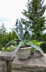 It's not easy dealing with giant, prickly agave plants. One must be very careful of one's eyes, face, and skin whenever planting them. Here is a blue agave underplanted with Helichrysum petiolare, commonly known as licorice plant. The planter is a Lunaform vessel. Lunaform is a coastal Maine studio where beautiful handmade, weather garden containers are made. http://www.lunaform.com/