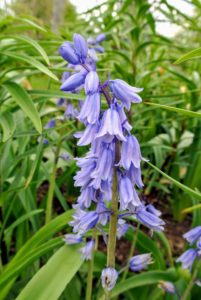 Spanish Bluebells, Hyacinthoides, are unfussy members of the lily family, and native to Spain and Portugal. They are pretty, inexpensive, and good for cutting - they add such a nice touch of blue.