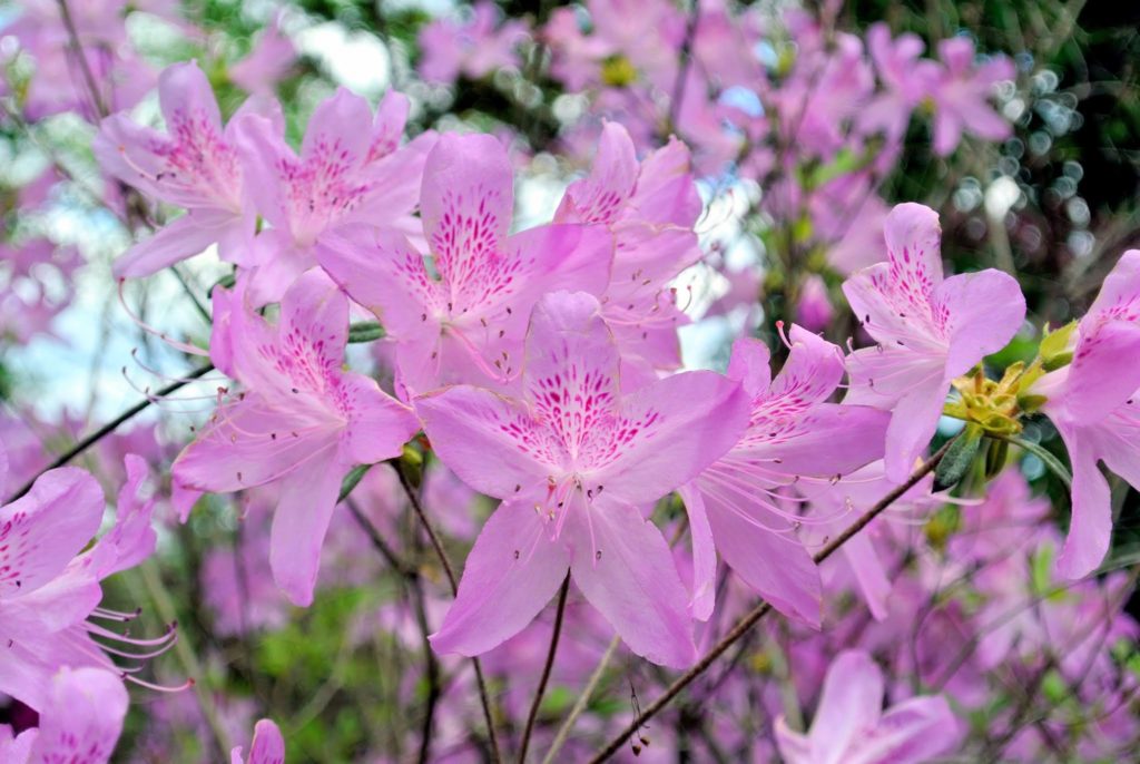 Blooming Azaleas at My Farm - The Martha Stewart Blog