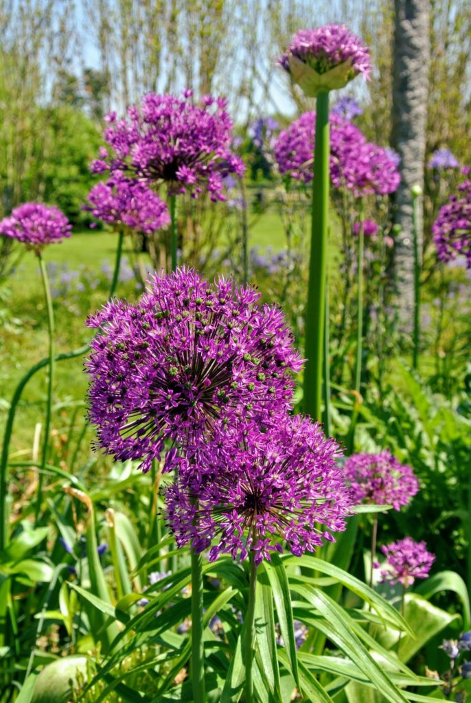 My Long Pergola in Spring - The Martha Stewart Blog