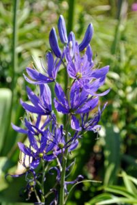 Here is Camassia in a darker shade of blue - so pretty.