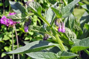 Comfrey has large, hairy broad leaves that bear small bell-shaped flowers of various colors.