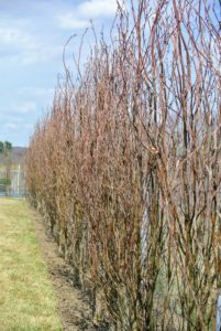 On the inside of the fence, we planted a beautiful hedge of beech trees - these will look so gorgeous when mature. See our planting process in a previous blog. http://www.themarthablog.com/2018/04/planting-a-new-hedge-at-the-farm.html