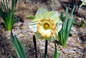 Daffodils are among the easiest flowers to grow and are ideal for novice gardeners in most regions of the United States. The flowers are generally white or yellow with either uniform or contrasting colored tepals and corona.