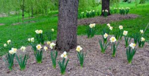 Daffodils tend to resist deer, rabbits, squirrels, chipmunks, and other pests. Most of them do not enjoy the taste of bulbs in the Narcissi family.