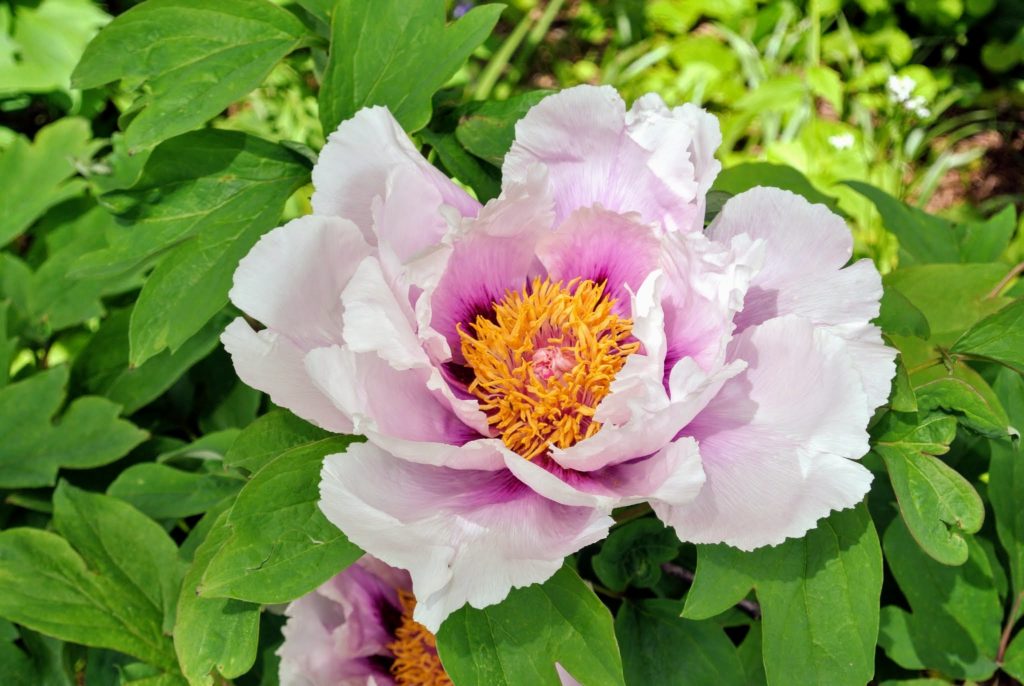 My Blooming Tree Peonies - The Martha Stewart Blog