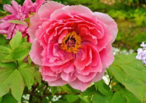 Tree peonies prefer airy, reasonably open spaces as air movement around the plant helps prevent fungal diseases like peony wilt.