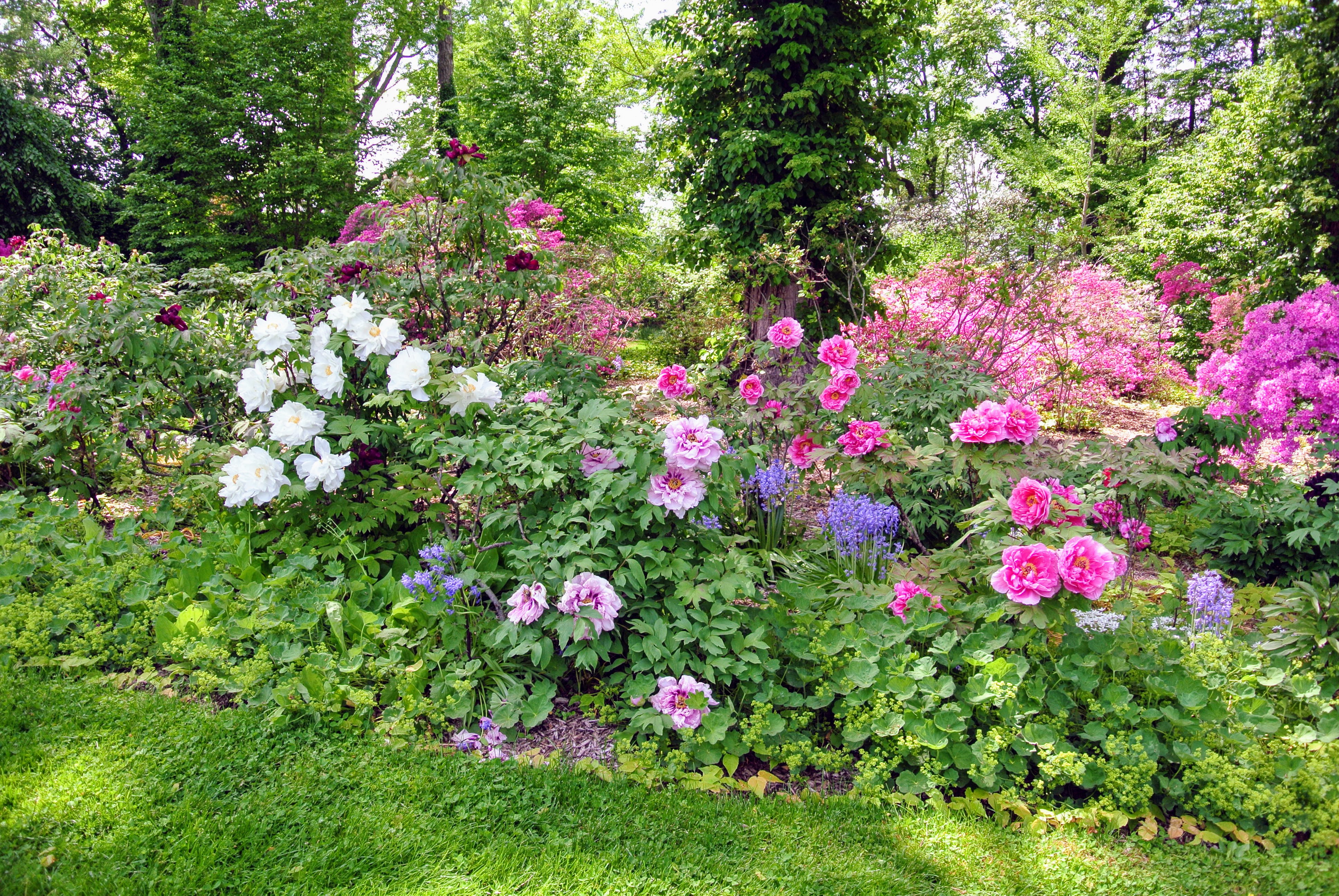 The Martha Stewart Blog Blog Archive My Blooming Tree Peonies